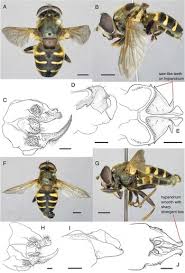 Attēlu rezultāti vaicājumam “Sericomyia sp.”