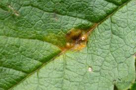 Attēlu rezultāti vaicājumam “Gymnosporangium cornutum”