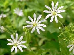 Attēlu rezultāti vaicājumam “Stellaria nemorum leaf”