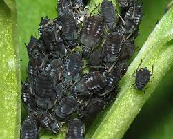 Attēlu rezultāti vaicājumam “Aphis fabae”