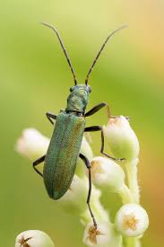 Attēlu rezultāti vaicājumam “Chrysanthia viridissima”