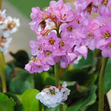 Image result for Bergenie