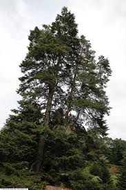 Attēlu rezultāti vaicājumam “Abies veitchii”