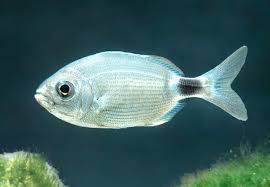 Image result for Oblada melanurus