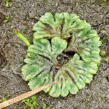 Attēlu rezultāti vaicājumam “Marchantiopsida”