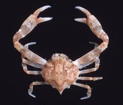 Attēlu rezultāti vaicājumam “Barbeyella minutissima macro”