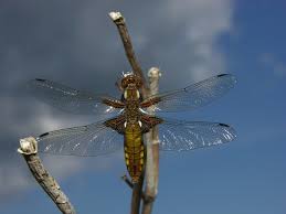 Attēlu rezultāti vaicājumam “Libellula depressa female”