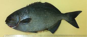 Image result for Kyphosus