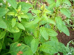 Attēlu rezultāti vaicājumam “Chenopodium polyspermum var. acutifolium”