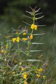 Attēlu rezultāti vaicājumam “Melampyrum sylvaticum flower”