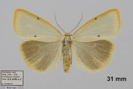 Attēlu rezultāti vaicājumam “Cybosia mesomella”
