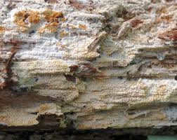 Attēlu rezultāti vaicājumam “Postia rennyi”