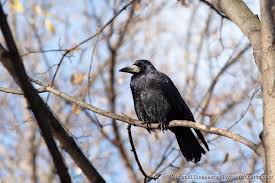 Attēlu rezultāti vaicājumam “Corvus frugilegus adult”