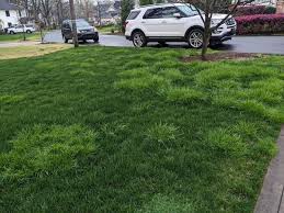 Attēlu rezultāti vaicājumam “Poa annua”