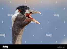 Attēlu rezultāti vaicājumam “Grus grus adult”