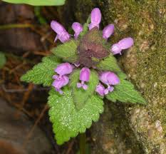 Attēlu rezultāti vaicājumam “Lamium purpureum flower”
