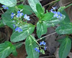 Attēlu rezultāti vaicājumam “Veronica beccabunga flower”