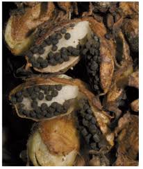 Attēlu rezultāti vaicājumam “Lathraea squamaria fruit”