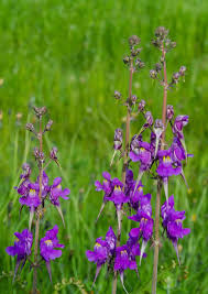 Attēlu rezultāti vaicājumam “Linaria loeselii”