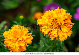 Attēlu rezultāti vaicājumam “Tagetes flower”