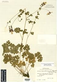 Attēlu rezultāti vaicājumam “Ranunculaceae”