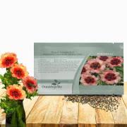 Attēlu rezultāti vaicājumam “Potentilla arenaria bud”