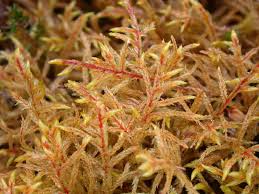 Attēlu rezultāti vaicājumam “Pleurozium schreberi”