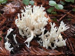 Attēlu rezultāti vaicājumam “Ramariopsis kunzei”