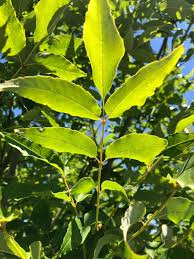 Attēlu rezultāti vaicājumam “Fraxinus pennsylvanica”