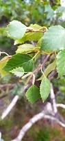 Attēlu rezultāti vaicājumam “Betula pubescens leaf”