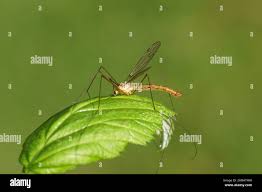 Attēlu rezultāti vaicājumam “Tipulidae male”
