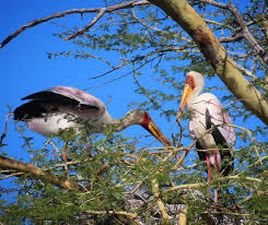 Attēlu rezultāti vaicājumam “Ciconiiformes”