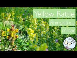 Attēlu rezultāti vaicājumam “Rhinanthus minor flower”