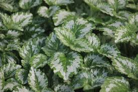 Attēlu rezultāti vaicājumam “Lamiastrum galeobdolon bud”