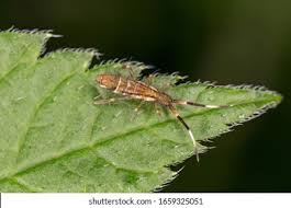 Attēlu rezultāti vaicājumam “Orchesella flavescens”