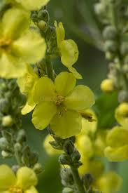 Attēlu rezultāti vaicājumam “Verbascum densiflorum bud”