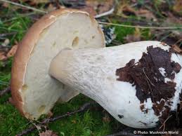Attēlu rezultāti vaicājumam “Boletus edulis”