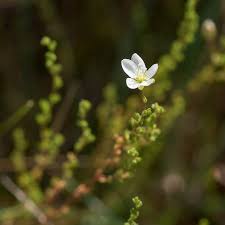 Attēlu rezultāti vaicājumam “Sagina nodosa flower”