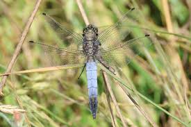 Attēlu rezultāti vaicājumam “Orthetrum cancellatum”