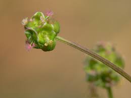 Attēlu rezultāti vaicājumam “Poterium sanguisorba flower”