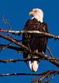 Bald Eagle - Wikipedia, the free encyclopedia
