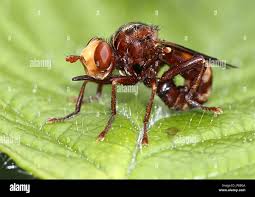 Attēlu rezultāti vaicājumam “Sicus ferrugineus”