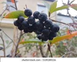 Attēlu rezultāti vaicājumam “Aronia melanocarpa bud”