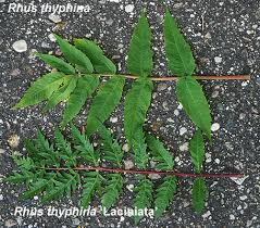 Attēlu rezultāti vaicājumam “Rhus typhina leaf”