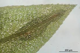 Attēlu rezultāti vaicājumam “Pohlia wahlenbergii”