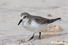Image result for Calidris ruficollis