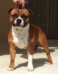 Image result for Staffordshire Stallions