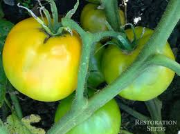 Afbeeldingsresultaat voor earl faux tomato