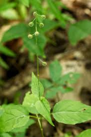 Attēlu rezultāti vaicājumam “Circaea alpina leaf”