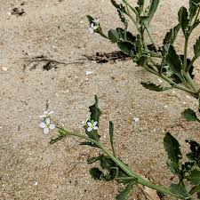Attēlu rezultāti vaicājumam “Cakile maritima subsp. baltica leaf”